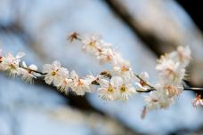 东湖梅园-武汉-YoYo_2Q1I9S1W