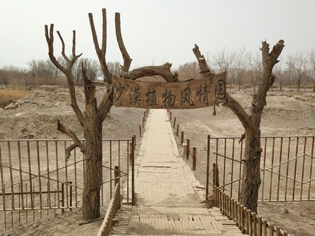 中国科学院吐鲁番沙漠植物园旅行图片 6