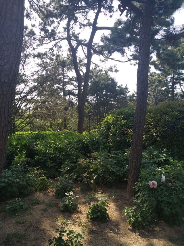 青岛市海泊河公园旅行图片 2