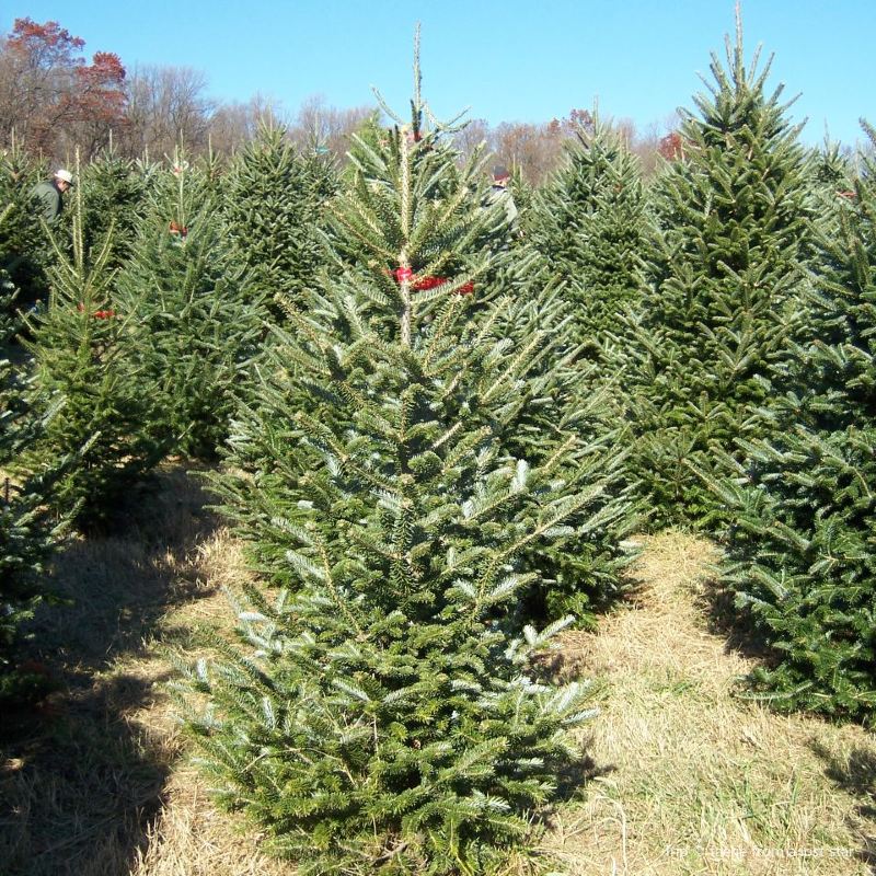 Hillside Christmas Tree Farm Travel Guidebook Must Visit Attractions In Washtenaw County Hillside Christmas Tree Farm Nearby Recommendation Trip Com