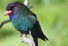 Rescate Wildlife Rescue Center景点图片