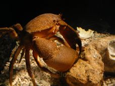 Texas State Aquarium-科珀斯克里斯蒂