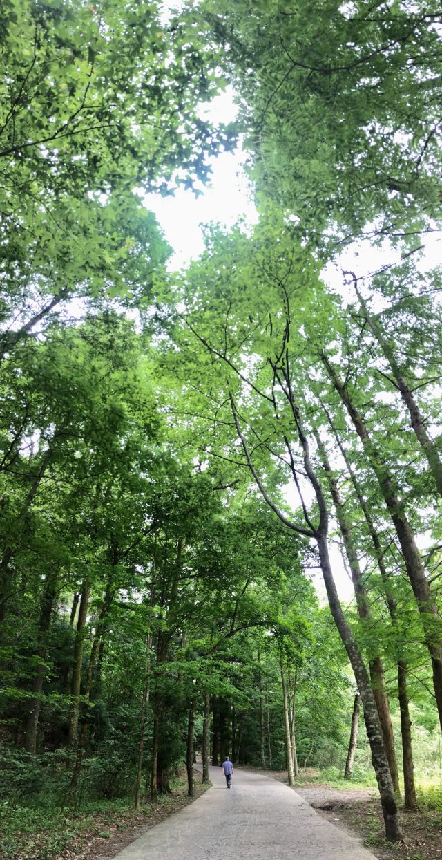 天目山景區
