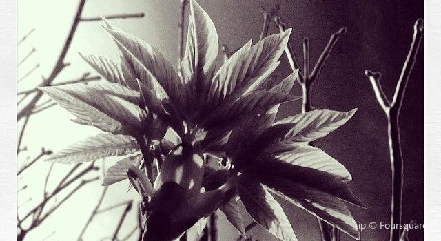 Rancho Santa Ana Botanic Garden Travel Guidebook Must Visit