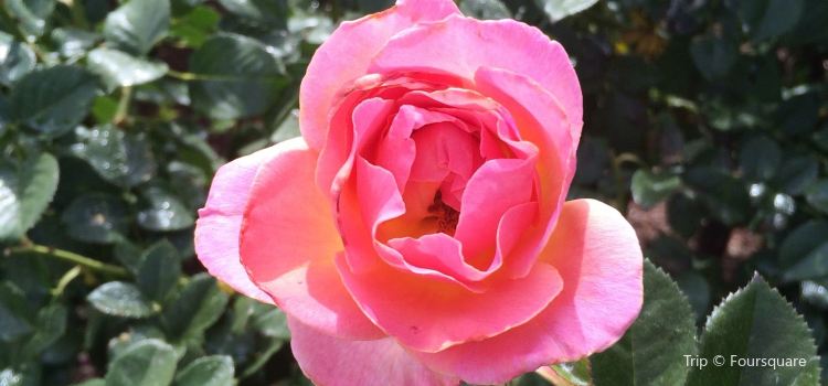 El Paso Municipal Rose Garden Travel Guidebook Must Visit