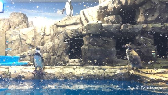 Alive Aquarium Daegu