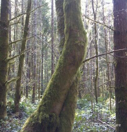 Banner Forest Travel Guidebook Must Visit Attractions In Kitsap