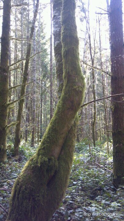 Banner Forest Travel Guidebook Must Visit Attractions In Kitsap