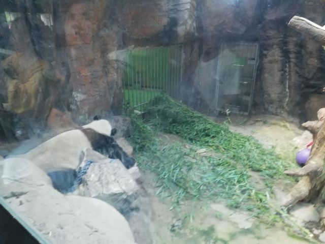 Beijing Zoo