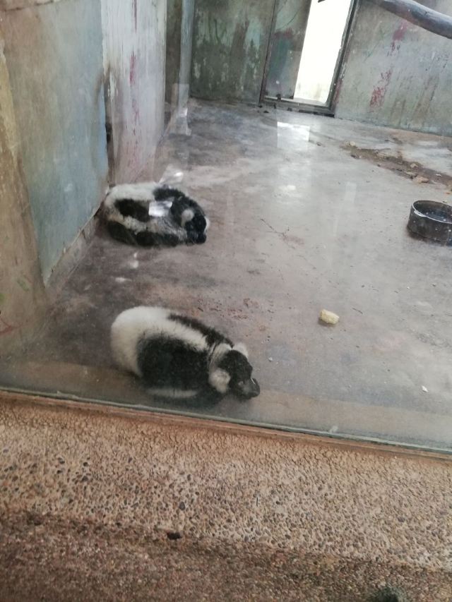 Beijing Zoo