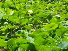 古莲花池-保定-YoYo_2Q4E9A1A