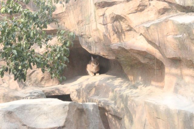 Shanghai Wild Animal Park