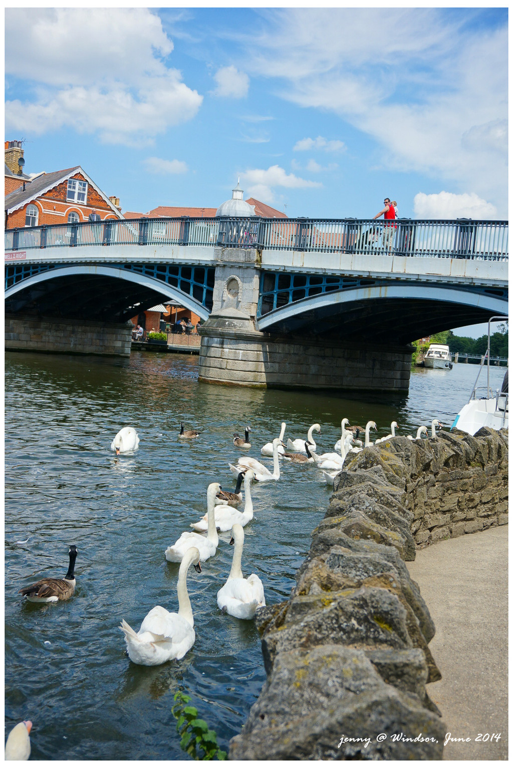 去往公学的路上经过一座美丽的桥，桥下河中有好多女王的天鹅啊，好自在！（英国法律将泰晤士河特定流域和其