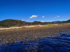 草海-盐源-自由行走的兰花