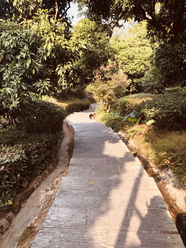 大屏嶂森林公园旅行图片 2