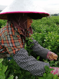 横州游记图片] 知道茉莉花茶怎么来的吗？看看花农的劳作，让人心疼啊