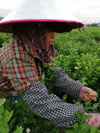 知道茉莉花茶怎么来的吗?看看花农的劳作,让人心疼啊