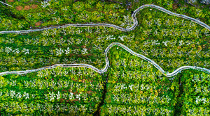 东至游记图文-用一树梨花“雪”，寄给你三条岭的春......