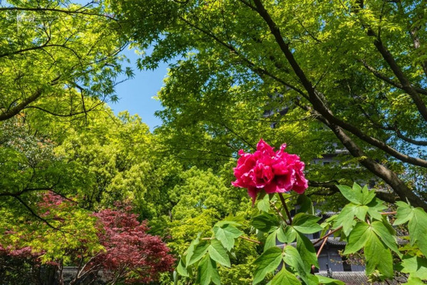 牡丹花开,登六和塔赏尽杭州春色