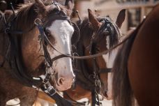 疏芬山-Golden Point-C-IMAGE