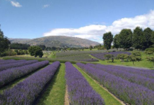游览瓦勒蒂娜薰衣草农场景点图片