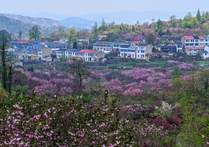 余姚游记图文-四月天赏烂漫樱花——四明山大岚赏樱之旅