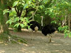 南昌动物园-南昌-YoYo_1J9B6H2Q