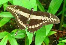 Spirogyra Butterfly Garden景点图片