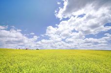 菅野农场-上富良野町-doris圈圈
