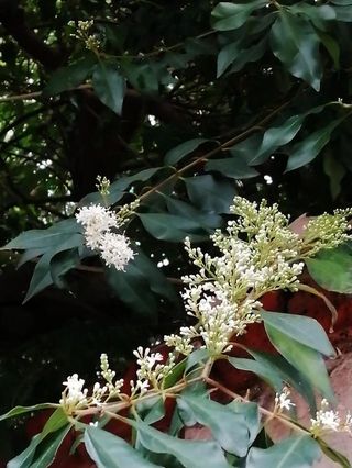 这开满一串串小花的树，竟有治疗肺炎的功效，不知能治新冠病毒吗