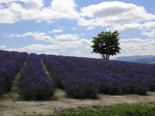 彪悍的小Y带你体验北海道的冬雪夏花。