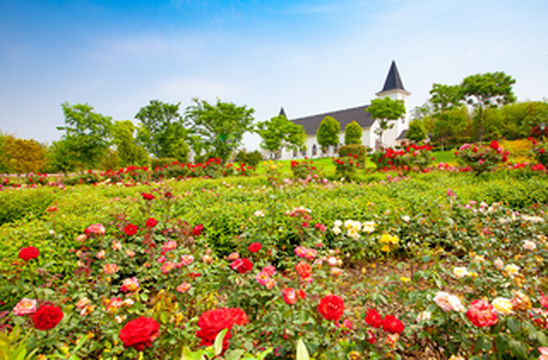 湖北咸宁梓山湖蜜月湾,徜徉在华中最大玫瑰花海里,享一段疫后美好假期