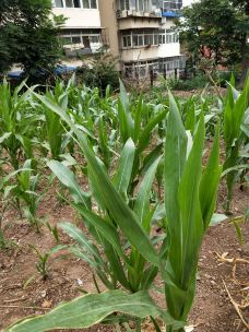 万寿公园-北京-YoYo_2W2Q3L5U