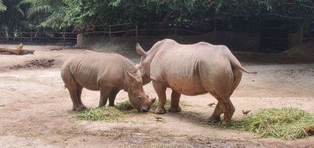 Singapore Zoo