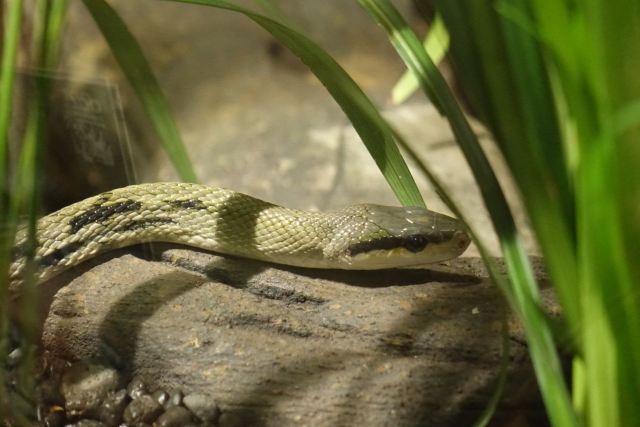 Melbourne Zoo