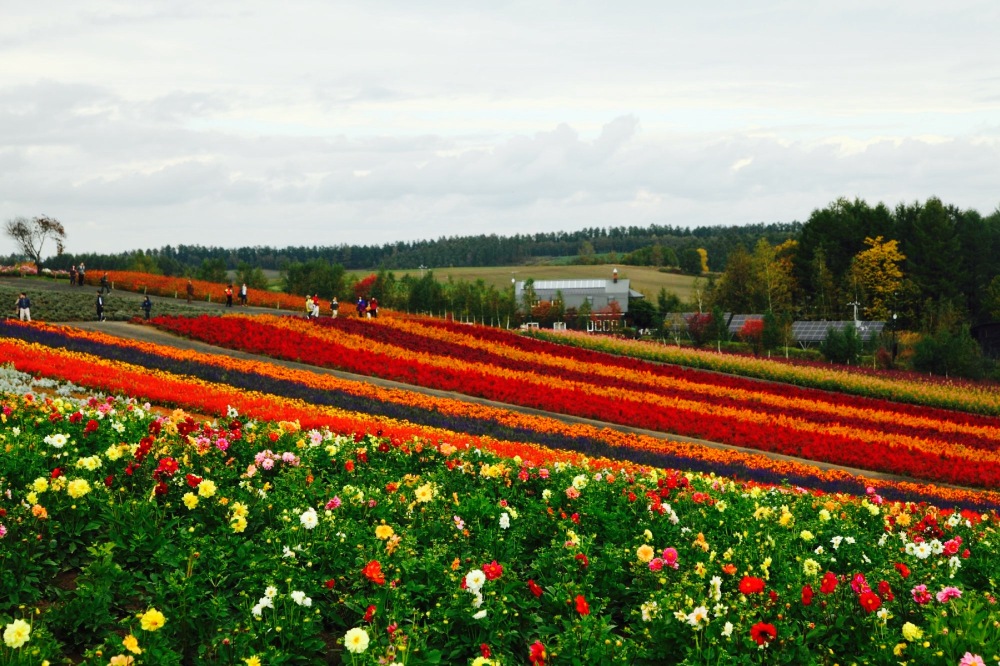 Restaurant Flox Hall (Shikisai no Oka)餐厅图片