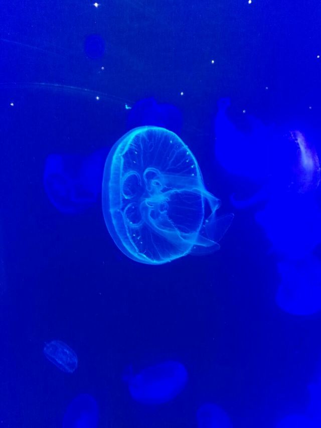 小梅沙海洋世界好玩吗,小梅沙海洋世界景点怎