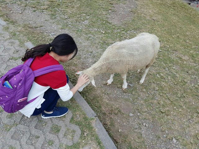 칭칭초원