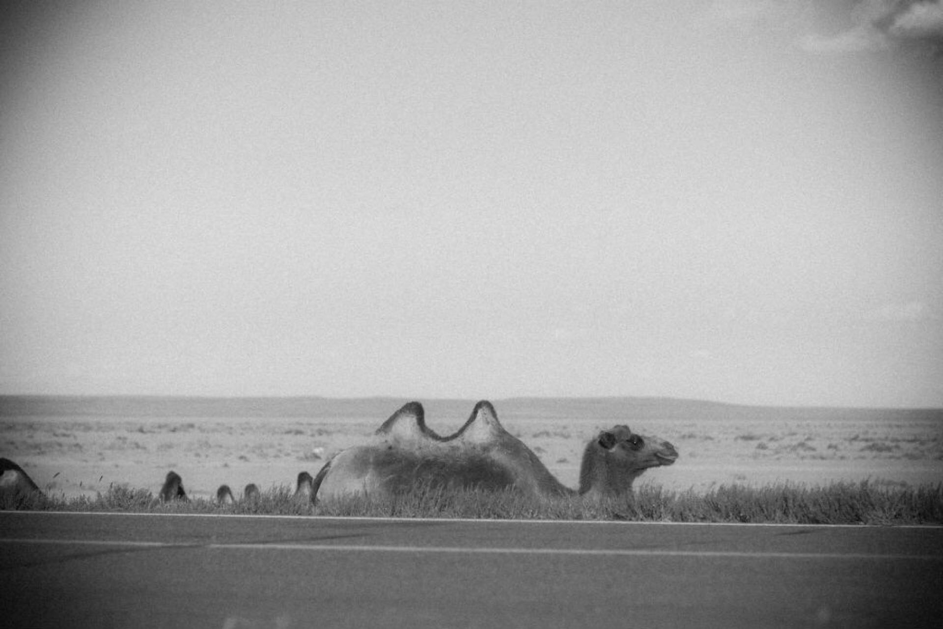 一张-横穿过马路的骆驼队