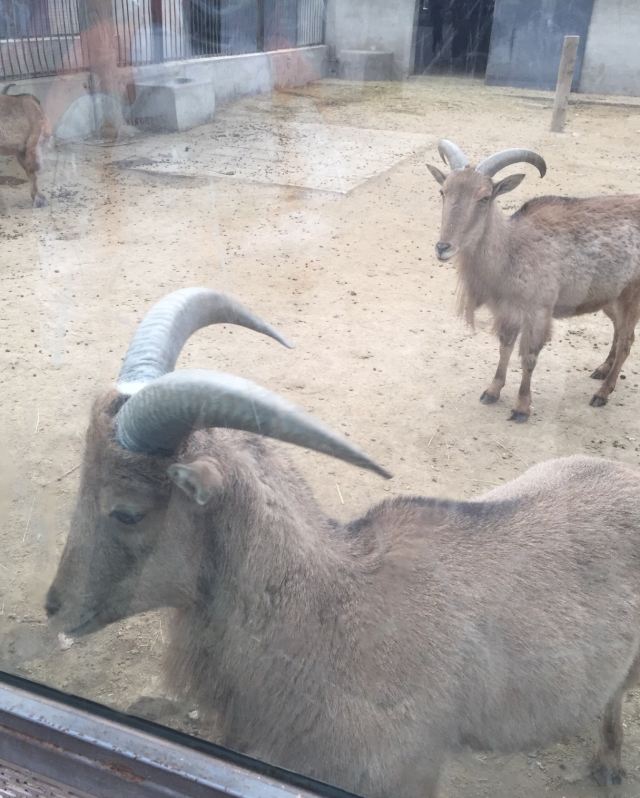 Beijing Zoo
