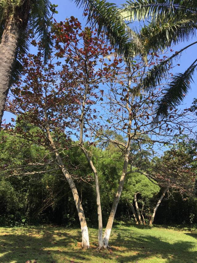 Jinniuling Park