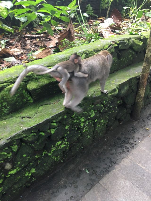 Ubud Monkey Forest