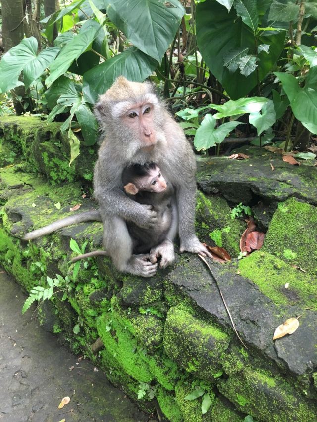 Ubud Monkey Forest