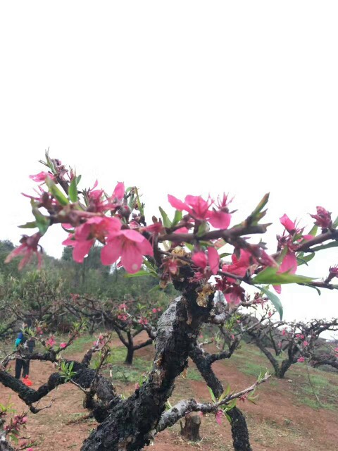 连平桃花挂满枝头