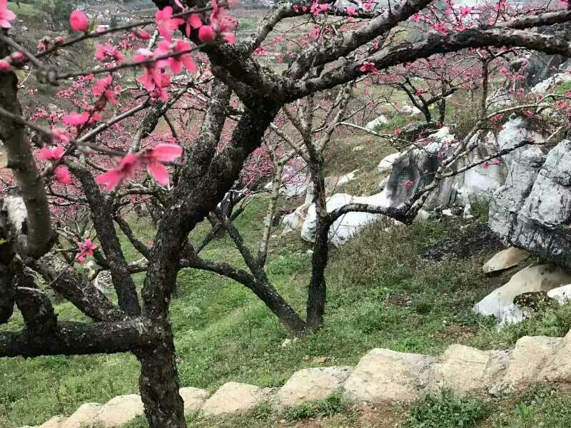 连平桃花（三）