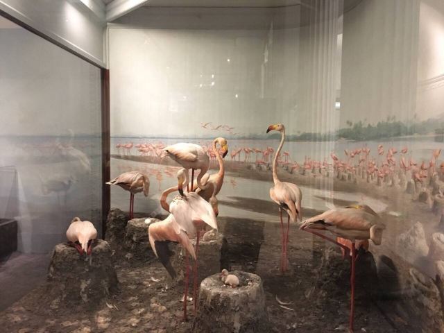 The Field Museum