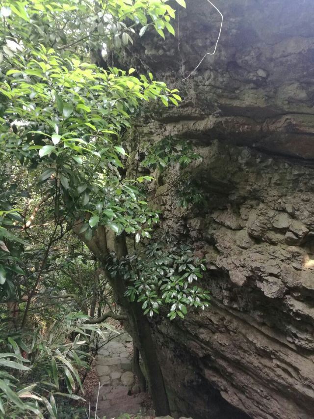 다펑산 셴포구 관광지구