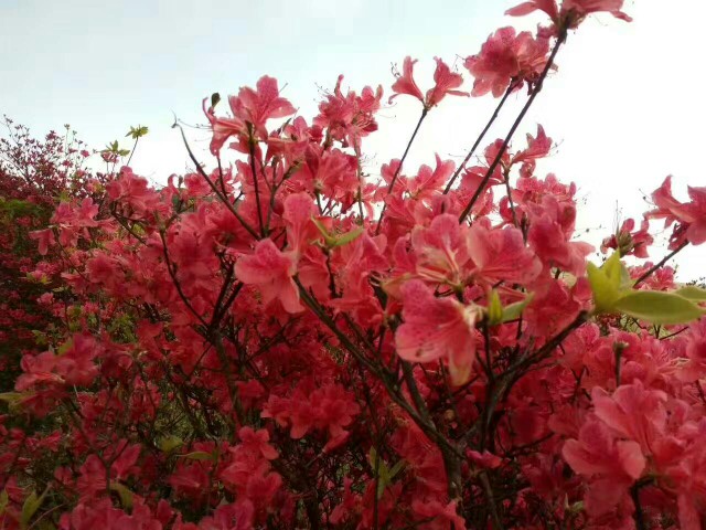 第九届杜鹃花节