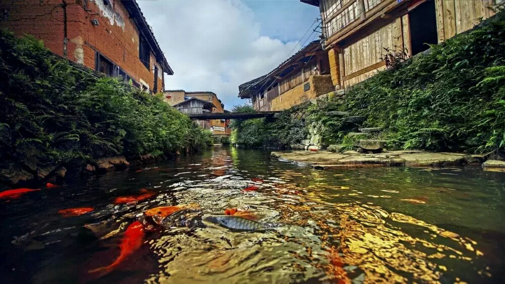         人鱼和谐共处典范_鲤鱼溪