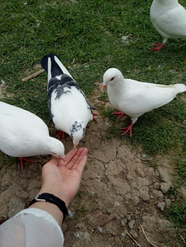 Shanghai Wild Animal Park